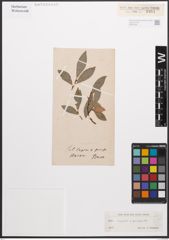 Foto von Salix caprea L. x Salix purpurea L.